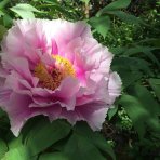 Pivónia drevitá (Paeonia suffruticosa) ‘YIN HONG QIAO DUI’– výška 30–40 cm, kont. C2L